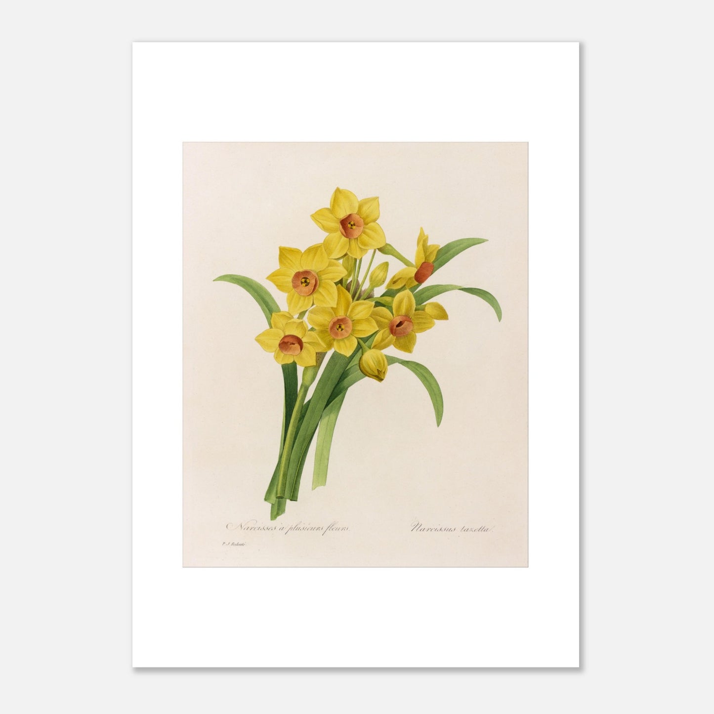 Planche botanique Narcisse à Plusieurs Fleurs par Pierre-Joseph Redouté (50x70 cm). Planche botanique de Pierre-Joseph Redouté représentant un bouquet de narcisses jaunes avec des cœurs orangés, accompagnés de feuilles vertes.