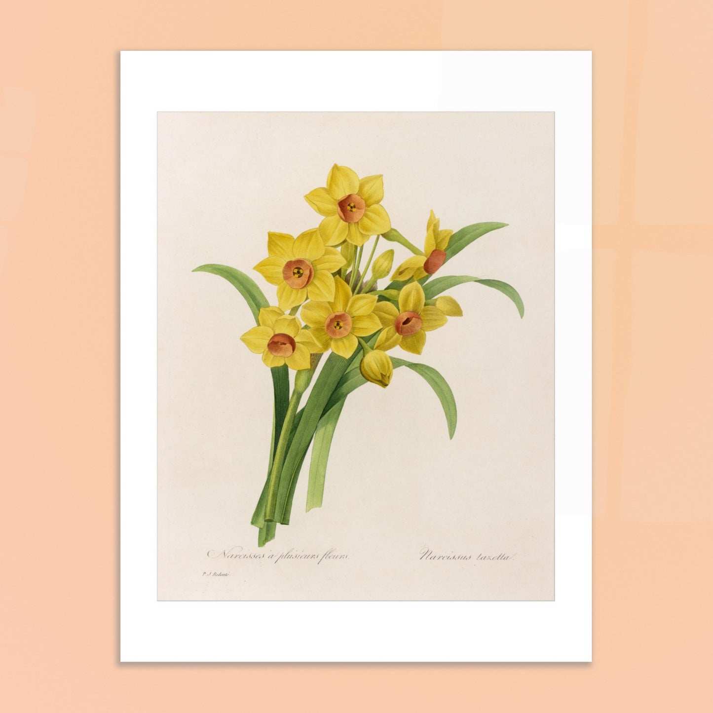 Planche botanique Narcisse à Plusieurs Fleurs par Pierre-Joseph Redouté. Planche botanique de Pierre-Joseph Redouté représentant un bouquet de narcisses jaunes avec des cœurs orangés, accompagnés de feuilles vertes. Image d'illustration 6
