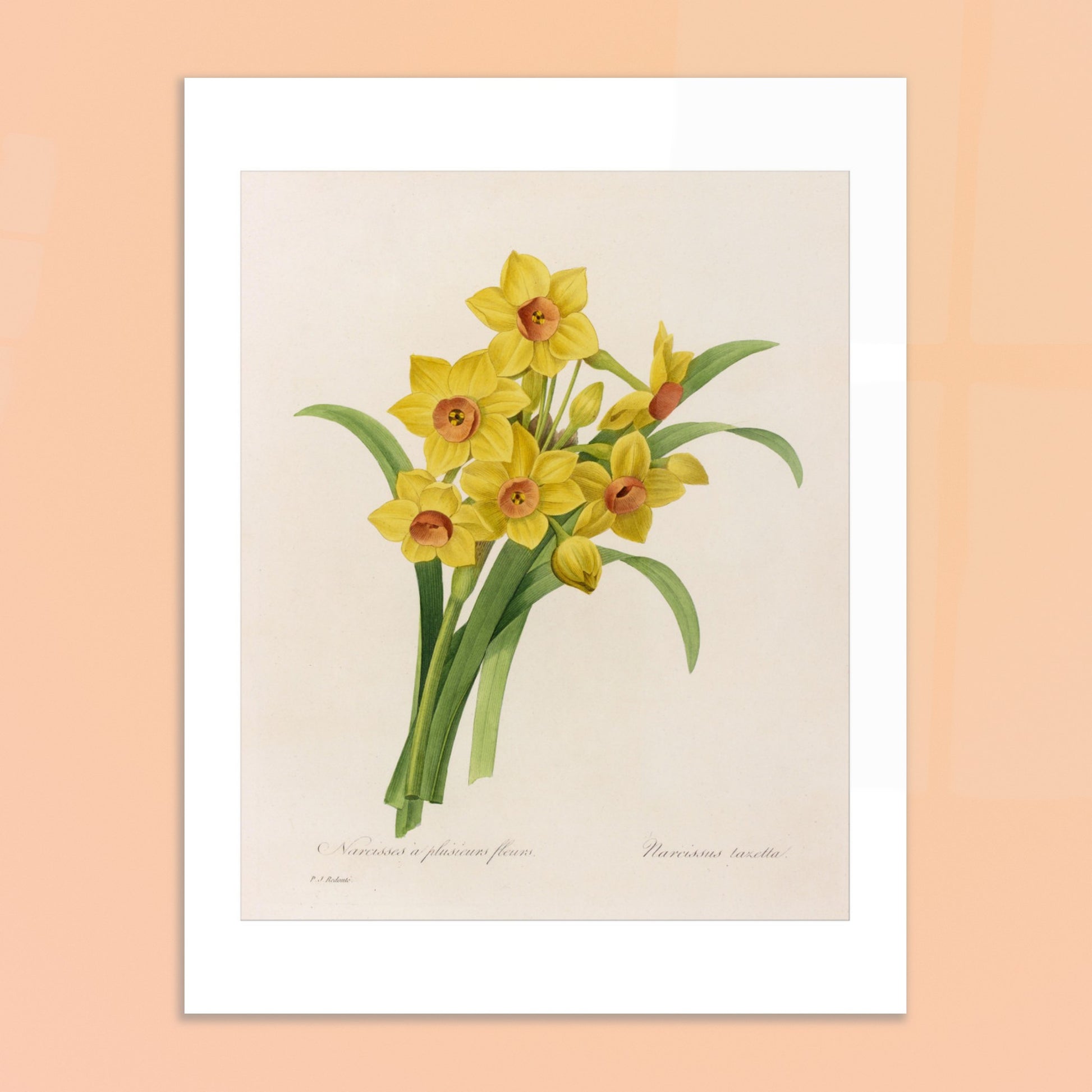 Planche botanique Narcisse à Plusieurs Fleurs par Pierre-Joseph Redouté. Planche botanique de Pierre-Joseph Redouté représentant un bouquet de narcisses jaunes avec des cœurs orangés, accompagnés de feuilles vertes. Image d'illustration 6
