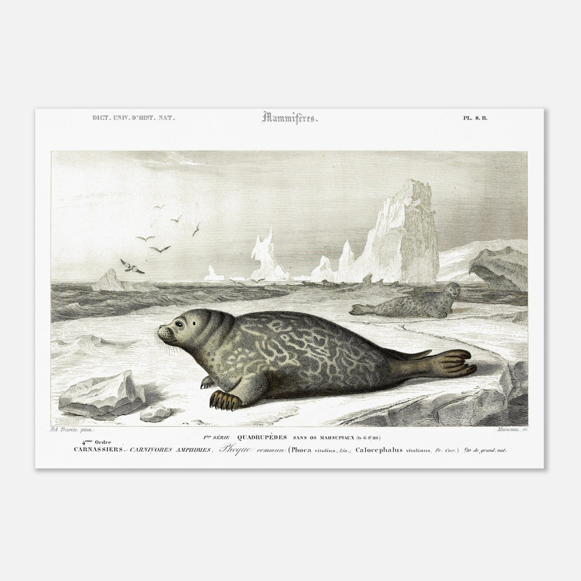 Planche naturaliste ancienne du Phoque commun par Charles d'Orbigny (29,7x42 cm / A3). Planche scientifique ancienne, gravure représentant un phoque commun sur un sol gelé avec des icebergs et des oiseaux en arrière-plan.