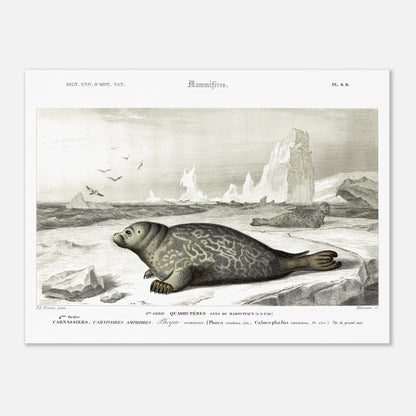 Planche naturaliste ancienne du Phoque commun par Charles d'Orbigny (30x40 cm). Planche scientifique ancienne, gravure représentant un phoque commun sur un sol gelé avec des icebergs et des oiseaux en arrière-plan.