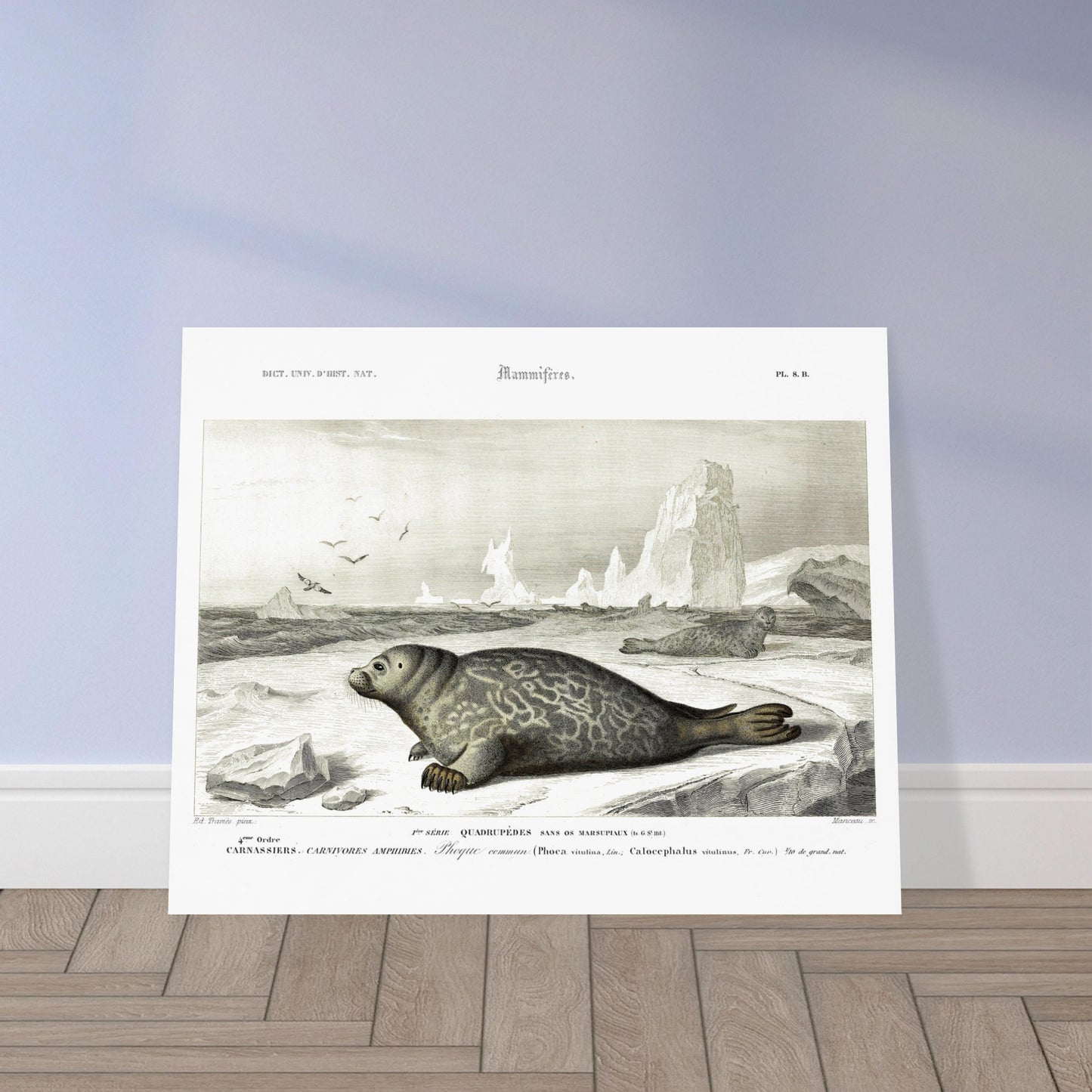 Planche naturaliste ancienne du Phoque commun par Charles d'Orbigny. Planche scientifique ancienne, gravure représentant un phoque commun sur un sol gelé avec des icebergs et des oiseaux en arrière-plan. Image d'illustration 5