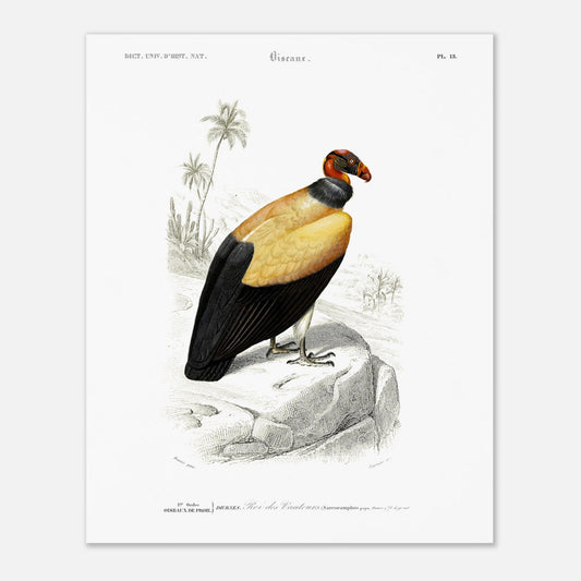 Planche naturaliste ancienne : Le Roi des Vautours (40x50 cm). Illustration ornithologique du Dictionnaire Universel d'Histoire Naturelle de Charles d'Orbigny, représentant un roi des vautours.