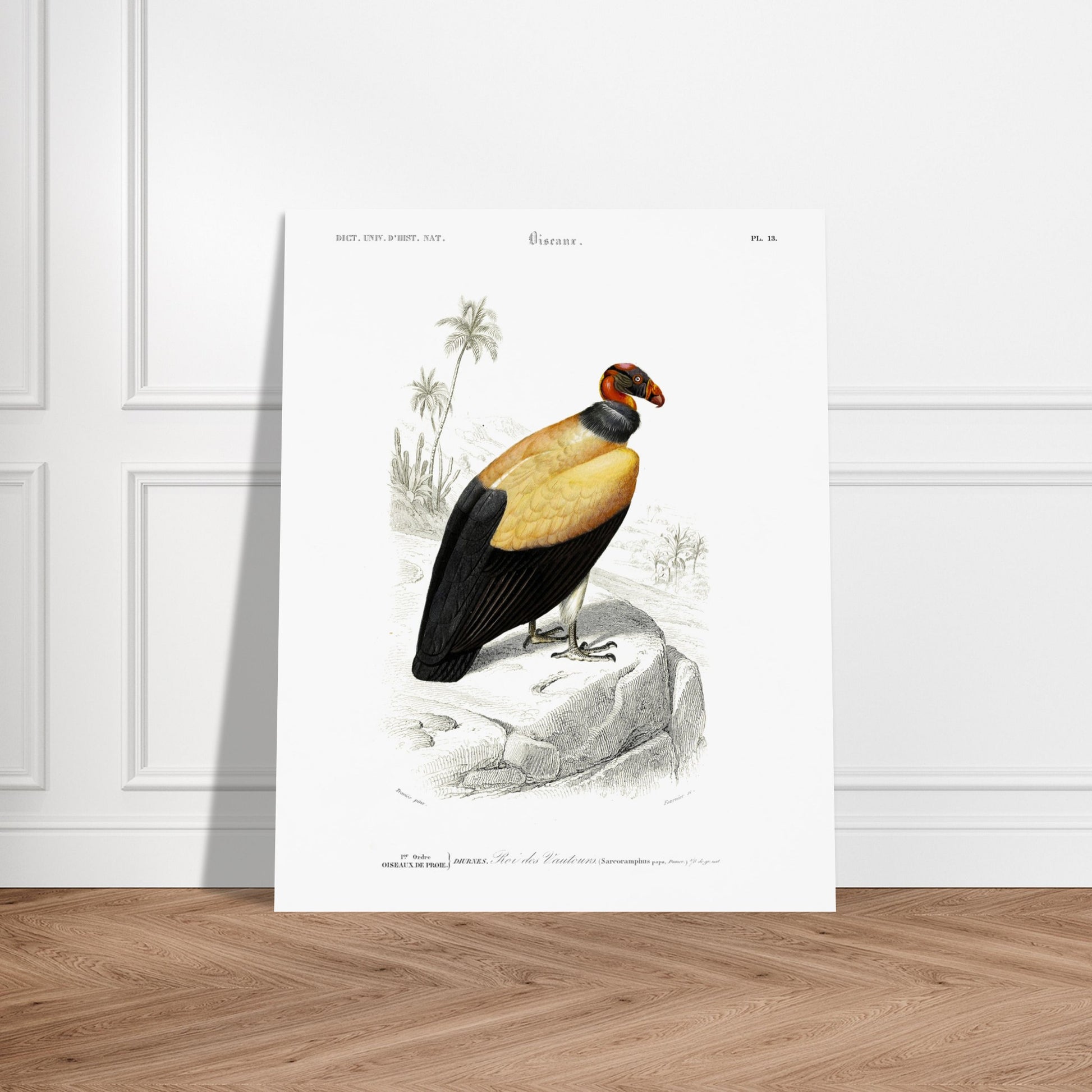 Planche naturaliste ancienne : Le Roi des Vautours. Illustration ornithologique du Dictionnaire Universel d'Histoire Naturelle de Charles d'Orbigny, représentant un roi des vautours. Image d'illustration 5
