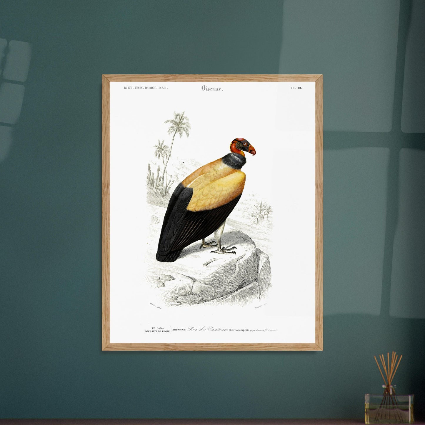 Planche naturaliste ancienne : Le Roi des Vautours. Illustration ornithologique du Dictionnaire Universel d'Histoire Naturelle de Charles d'Orbigny, représentant un roi des vautours. Image d'illustration 6
