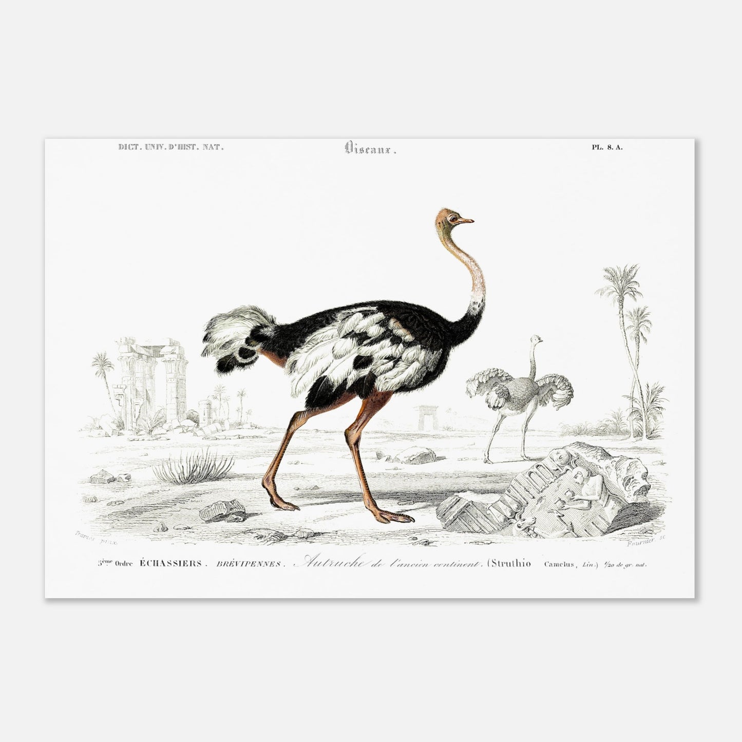 Planche naturaliste de l'Autruche de l'ancien continent - Charles d'Orbigny (29,7x42 cm (A3)). Illustration naturaliste d'une autruche de l'ancien continent dans un paysage désertique avec des ruines antiques, et une autre autruche au loin.