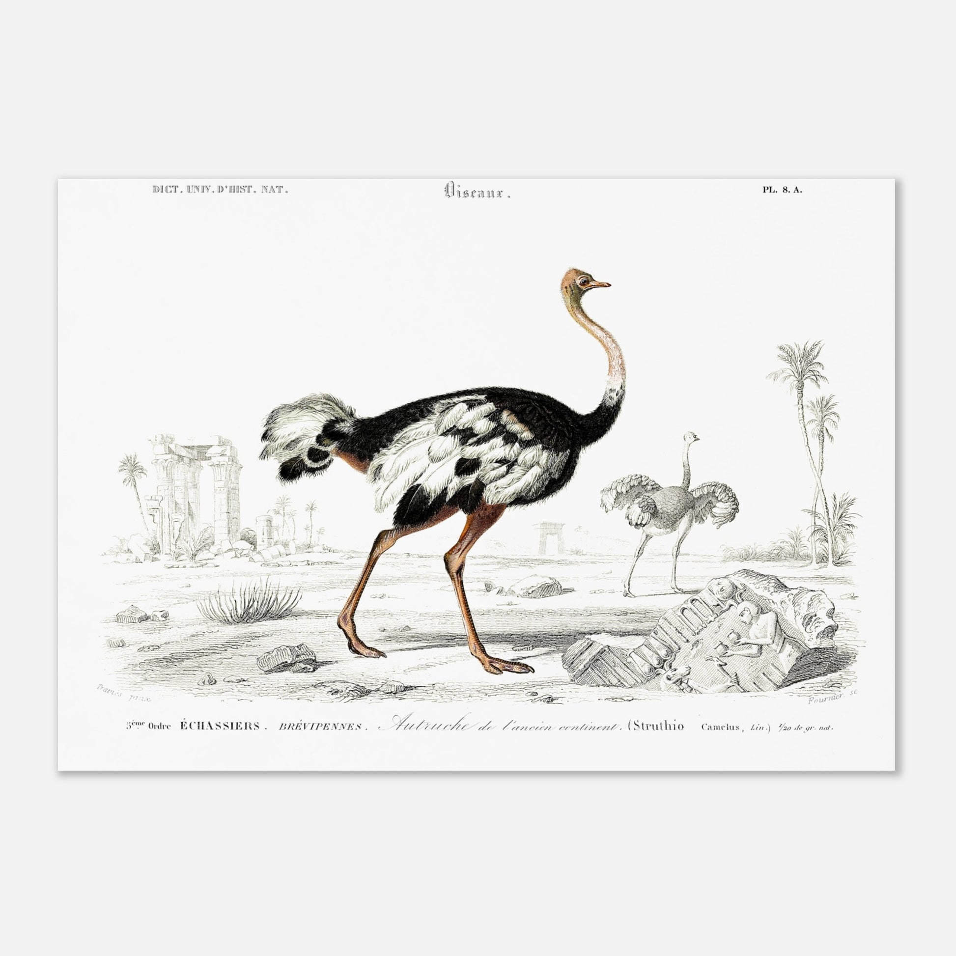 Planche naturaliste de l'Autruche de l'ancien continent - Charles d'Orbigny (29,7x42 cm (A3)). Illustration naturaliste d'une autruche de l'ancien continent dans un paysage désertique avec des ruines antiques, et une autre autruche au loin.