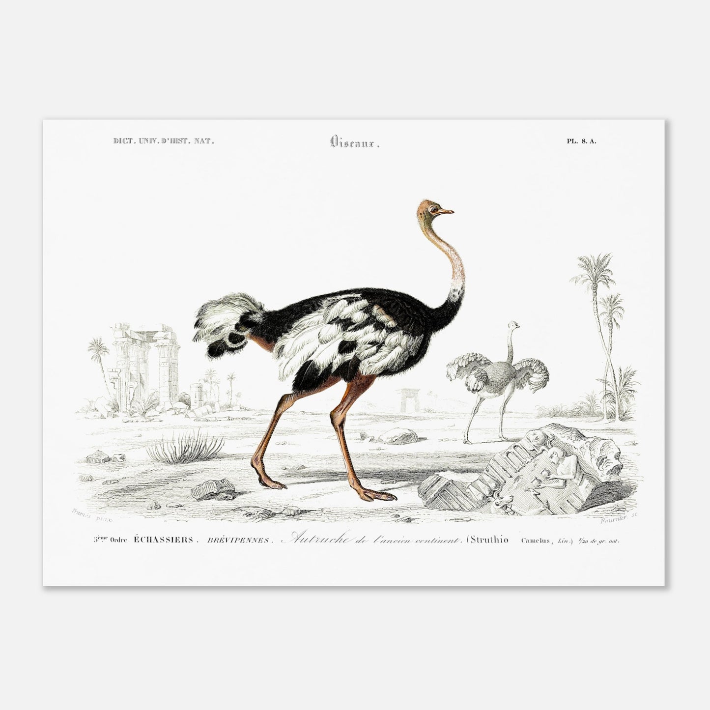 Planche naturaliste de l'Autruche de l'ancien continent - Charles d'Orbigny (30x40 cm). Illustration naturaliste d'une autruche de l'ancien continent dans un paysage désertique avec des ruines antiques, et une autre autruche au loin.