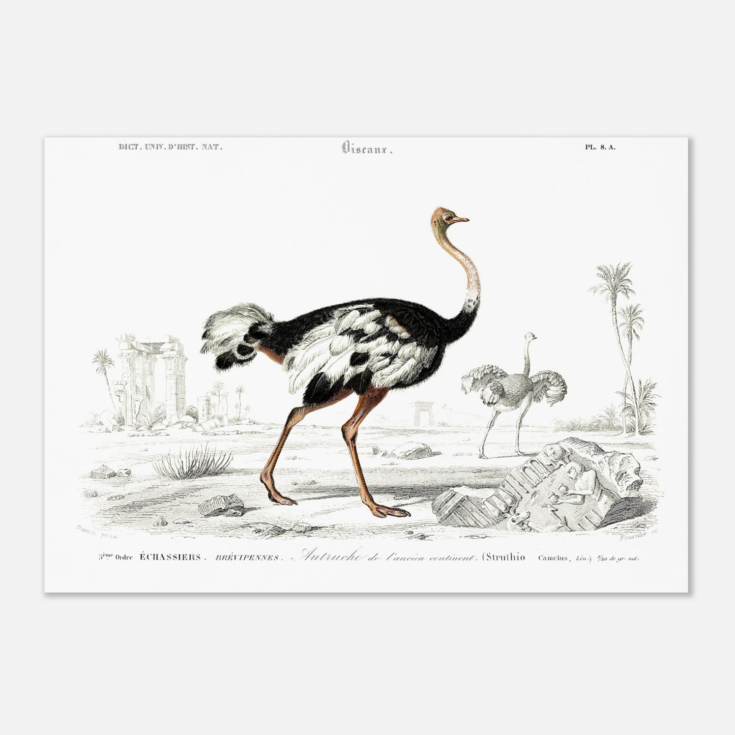 Planche naturaliste de l'Autruche de l'ancien continent - Charles d'Orbigny (42x59,4 cm (A2)). Illustration naturaliste d'une autruche de l'ancien continent dans un paysage désertique avec des ruines antiques, et une autre autruche au loin.
