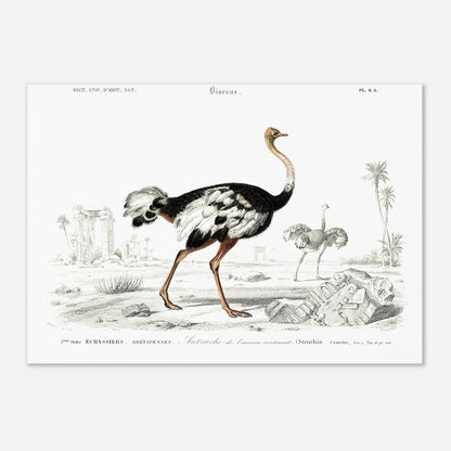 Planche naturaliste de l'Autruche de l'ancien continent - Charles d'Orbigny (42x59,4 cm (A2)). Illustration naturaliste d'une autruche de l'ancien continent dans un paysage désertique avec des ruines antiques, et une autre autruche au loin.