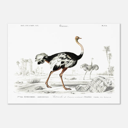 Planche naturaliste de l'Autruche de l'ancien continent - Charles d'Orbigny (50x70 cm). Illustration naturaliste d'une autruche de l'ancien continent dans un paysage désertique avec des ruines antiques, et une autre autruche au loin.