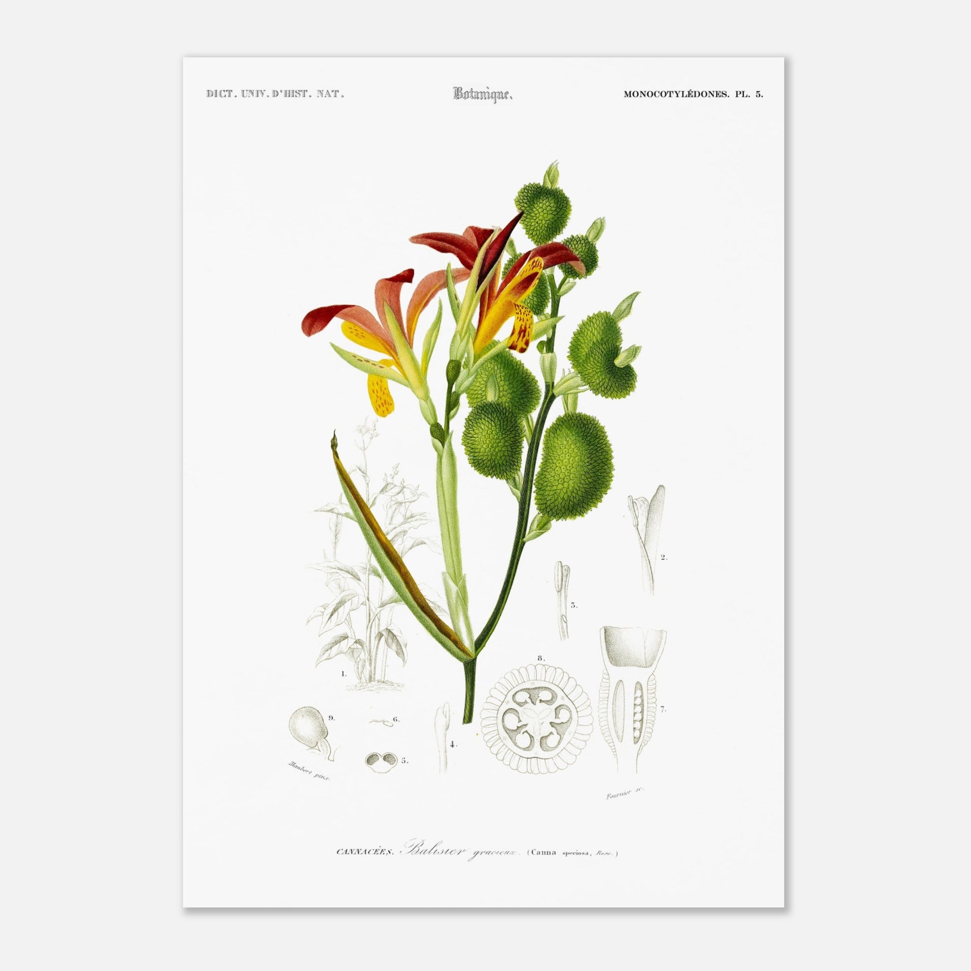 Planche naturaliste ancienne : Balisier gracieux par d'Orbigny (29,7x42 cm (A3)). Illustration botanique du Dictionnaire Universel d'Histoire Naturelle de Charles d'Orbigny, représentant le Balisier gracieux (Canna speciosa).