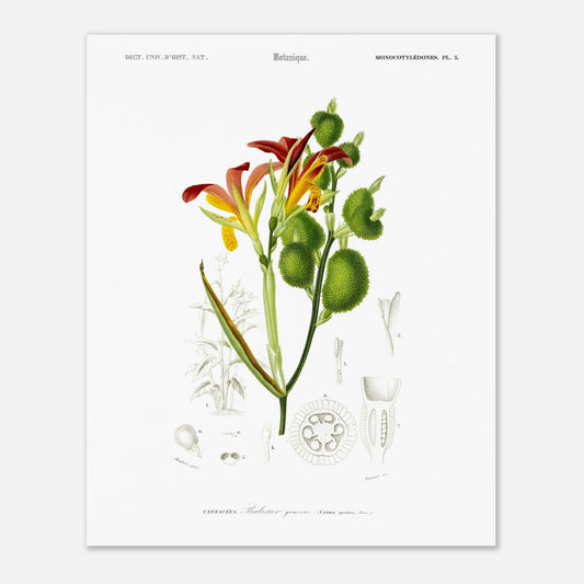 Planche naturaliste ancienne : Balisier gracieux par d'Orbigny (40x50 cm). Illustration botanique du Dictionnaire Universel d'Histoire Naturelle de Charles d'Orbigny, représentant le Balisier gracieux (Canna speciosa).