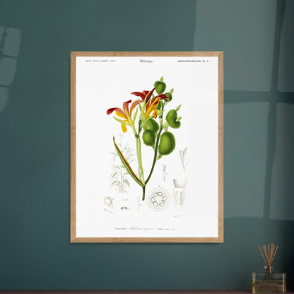Planche naturaliste ancienne : Balisier gracieux par d'Orbigny. Illustration botanique du Dictionnaire Universel d'Histoire Naturelle de Charles d'Orbigny, représentant le Balisier gracieux (Canna speciosa). Image d'illustration 5
