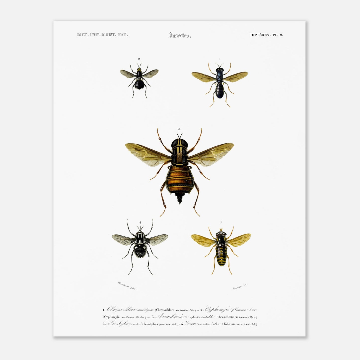 Planche naturaliste ancienne : Bombylie ponctuée et insectes divers (40x50 cm). Planche naturaliste illustrant cinq insectes dont une grande mouche au centre et quatre autres insectes plus petits de part et d'autre, avec des numérotations et des légendes.