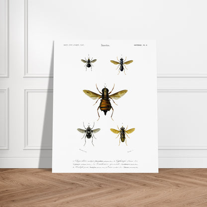 Planche naturaliste ancienne : Bombylie ponctuée et insectes divers. Planche naturaliste illustrant cinq insectes dont une grande mouche au centre et quatre autres insectes plus petits de part et d'autre, avec des numérotations et des légendes. Image d'illustration 5