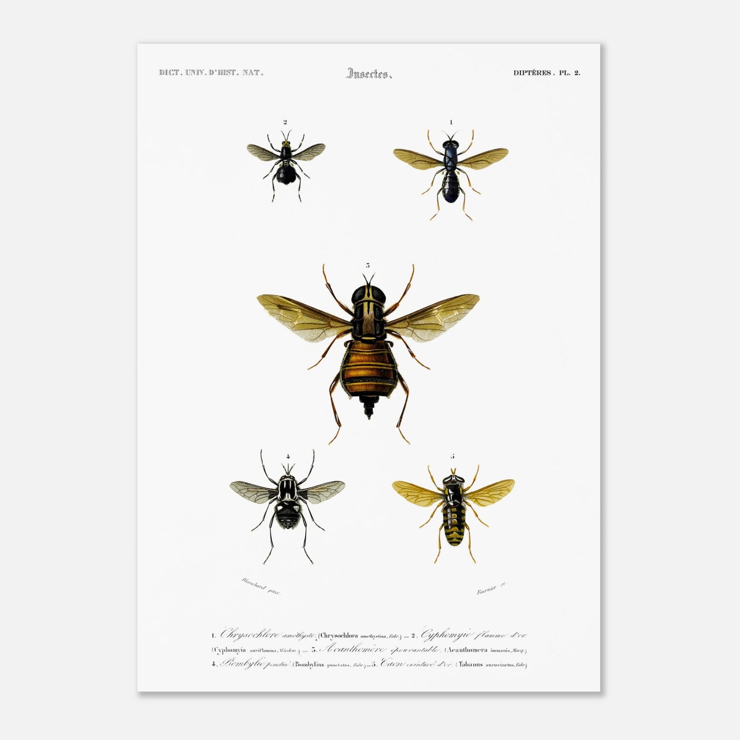Planche naturaliste ancienne : Bombylie ponctuée et insectes divers (50x70 cm). Planche naturaliste illustrant cinq insectes dont une grande mouche au centre et quatre autres insectes plus petits de part et d'autre, avec des numérotations et des légendes.
