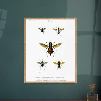 Planche naturaliste ancienne : Bombylie ponctuée et insectes divers. Planche naturaliste illustrant cinq insectes dont une grande mouche au centre et quatre autres insectes plus petits de part et d'autre, avec des numérotations et des légendes. Image d'illustration 6