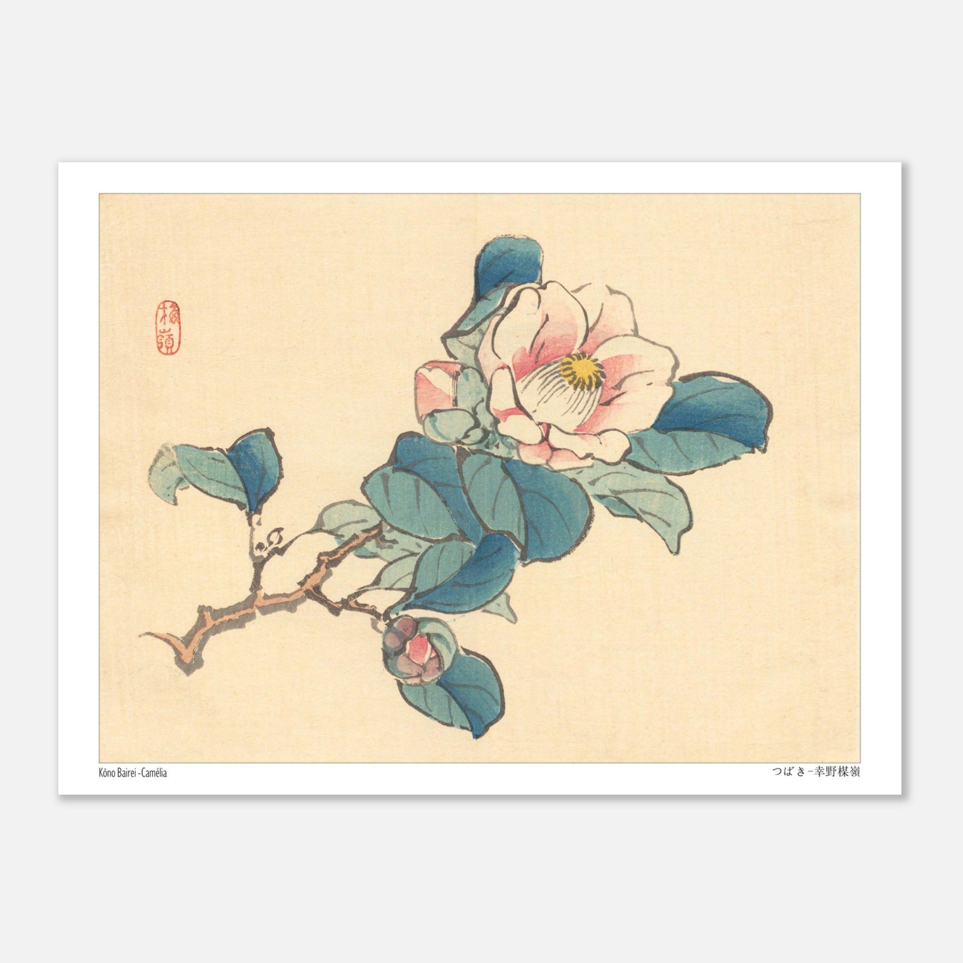Planche naturaliste Camélia de Kōno Bairei (15x20 cm). Illustration d'une branche de camélia rose et blanc avec des feuilles vertes et des bourgeons, typique de l'art japonais naturaliste.