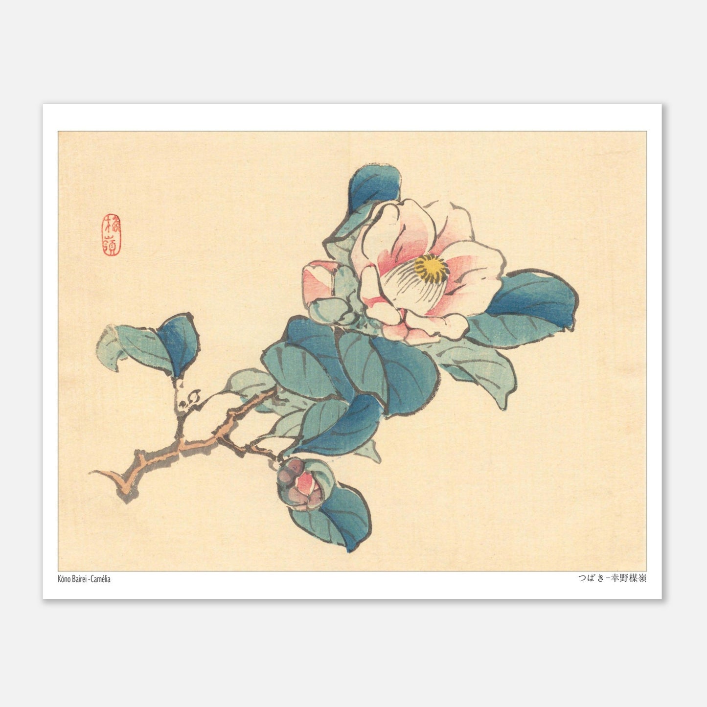 Planche naturaliste Camélia de Kōno Bairei (20x25 cm). Illustration d'une branche de camélia rose et blanc avec des feuilles vertes et des bourgeons, typique de l'art japonais naturaliste.