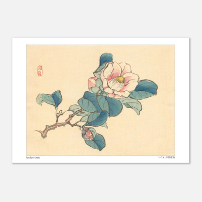 Planche naturaliste Camélia de Kōno Bairei (21x29,7 cm (A4)). Illustration d'une branche de camélia rose et blanc avec des feuilles vertes et des bourgeons, typique de l'art japonais naturaliste.