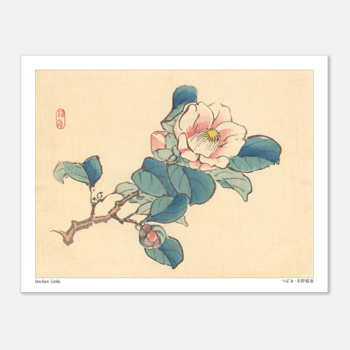Planche naturaliste Camélia de Kōno Bairei (27x35 cm). Illustration d'une branche de camélia rose et blanc avec des feuilles vertes et des bourgeons, typique de l'art japonais naturaliste.