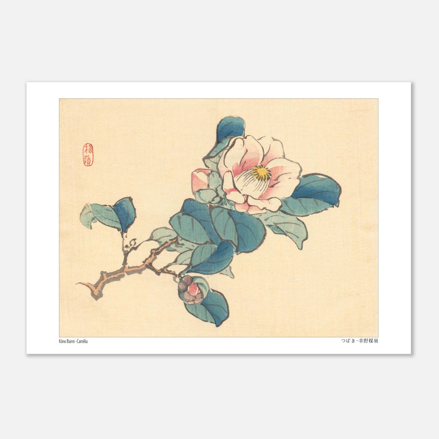 Planche naturaliste Camélia de Kōno Bairei (29,7x42 cm (A3)). Illustration d'une branche de camélia rose et blanc avec des feuilles vertes et des bourgeons, typique de l'art japonais naturaliste.