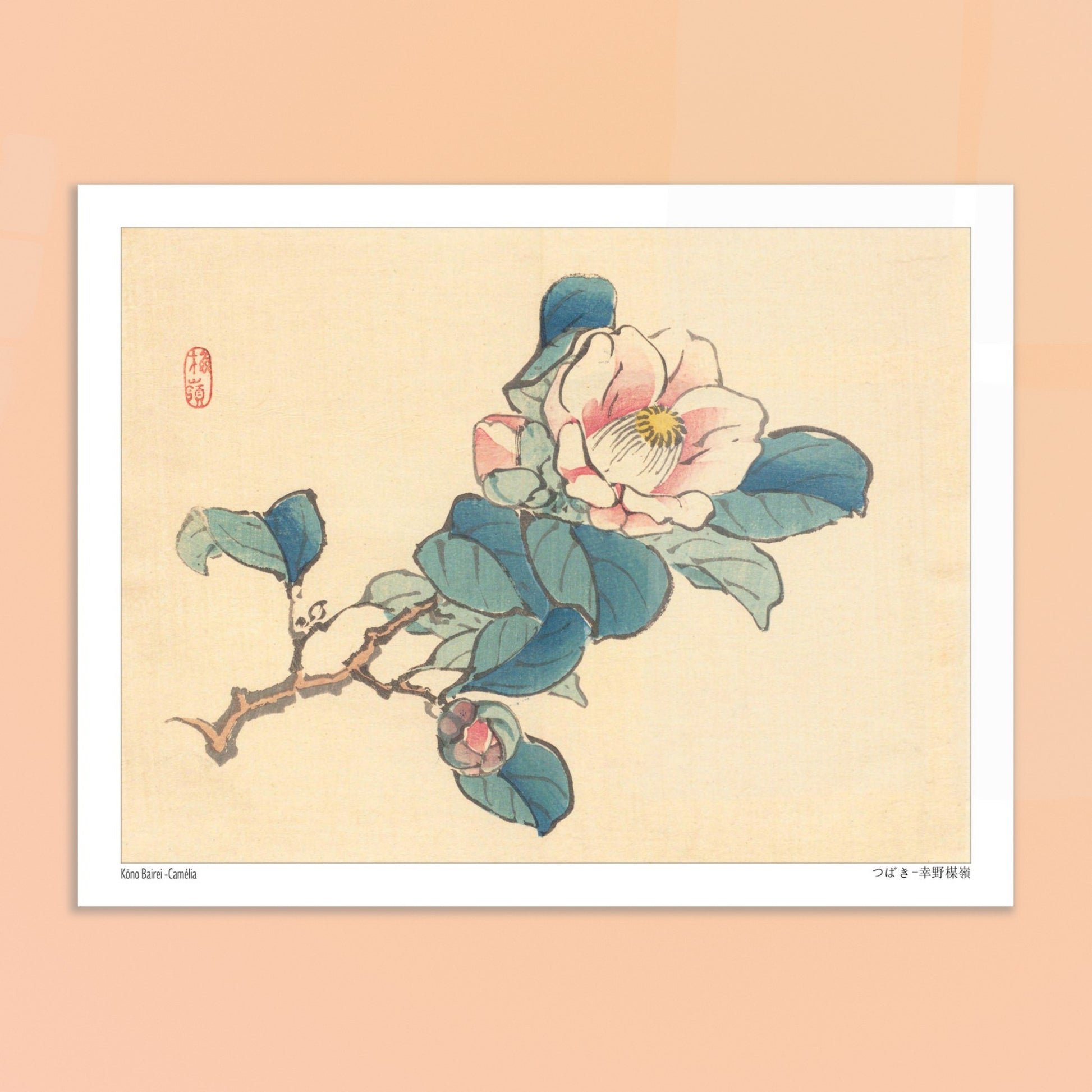 Planche naturaliste Camélia de Kōno Bairei. Illustration d'une branche de camélia rose et blanc avec des feuilles vertes et des bourgeons, typique de l'art japonais naturaliste. Image d'illustration 6