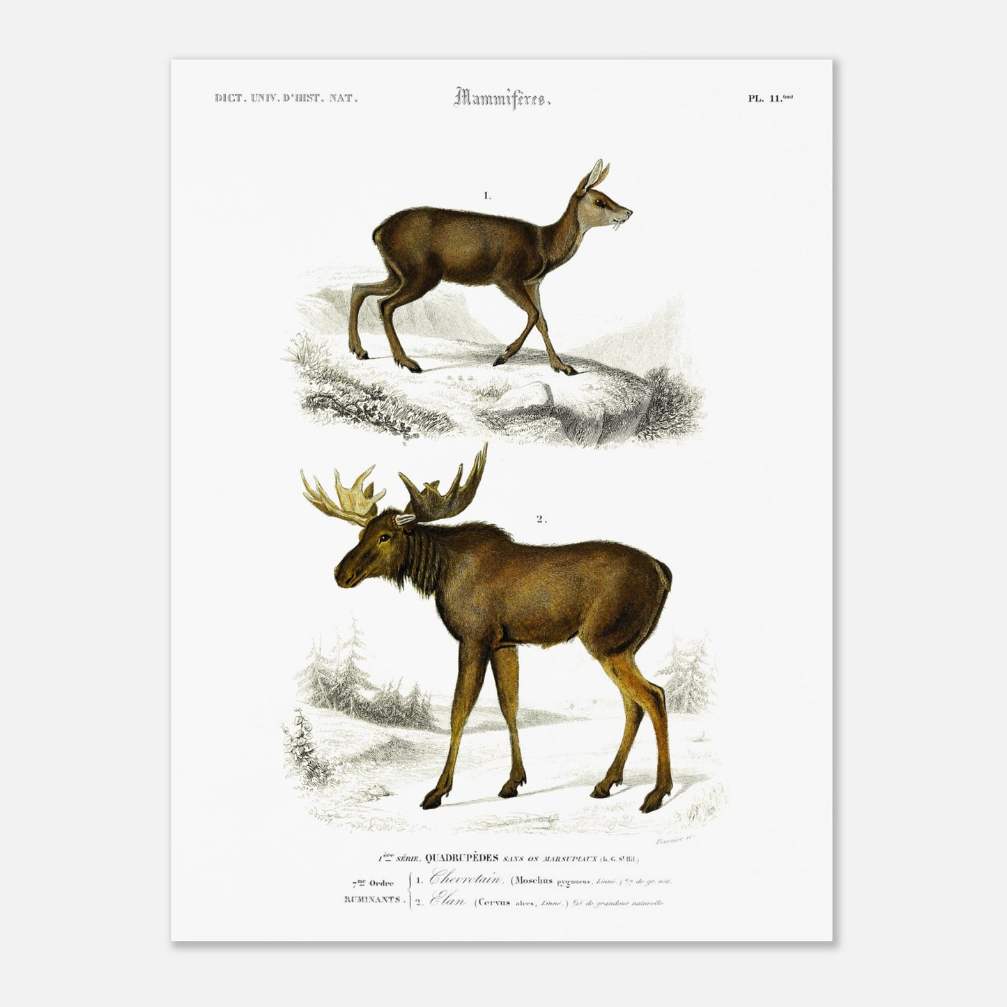 Planche naturaliste du Chevrotain et de l'Élan par Charles d'Orbigny (30x40 cm). Planche scientifique montrant un chevrotain (Mochus pygmæus) sur un terrain rocailleux et enneigé, et un élan (Corvus alces) dans un paysage forestier hivernal.