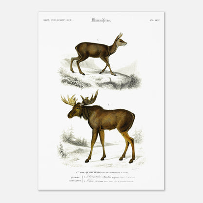 Planche naturaliste du Chevrotain et de l'Élan par Charles d'Orbigny (42x59,4 cm (A2)). Planche scientifique montrant un chevrotain (Mochus pygmæus) sur un terrain rocailleux et enneigé, et un élan (Corvus alces) dans un paysage forestier hivernal.