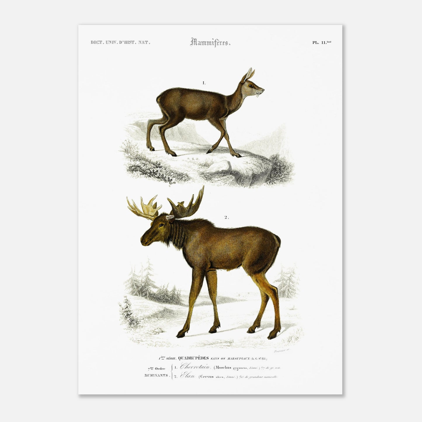 Planche naturaliste du Chevrotain et de l'Élan par Charles d'Orbigny (50x70 cm). Planche scientifique montrant un chevrotain (Mochus pygmæus) sur un terrain rocailleux et enneigé, et un élan (Corvus alces) dans un paysage forestier hivernal.