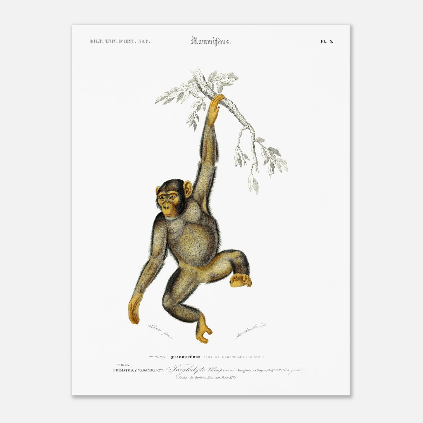 Planche naturaliste : Troglodyte Chimpanzé par Charles d'Orbigny (30x40 cm). Planche naturaliste ancienne représentant un chimpanzé suspendu à une branche, avec la classification scientifique et le nom commun.