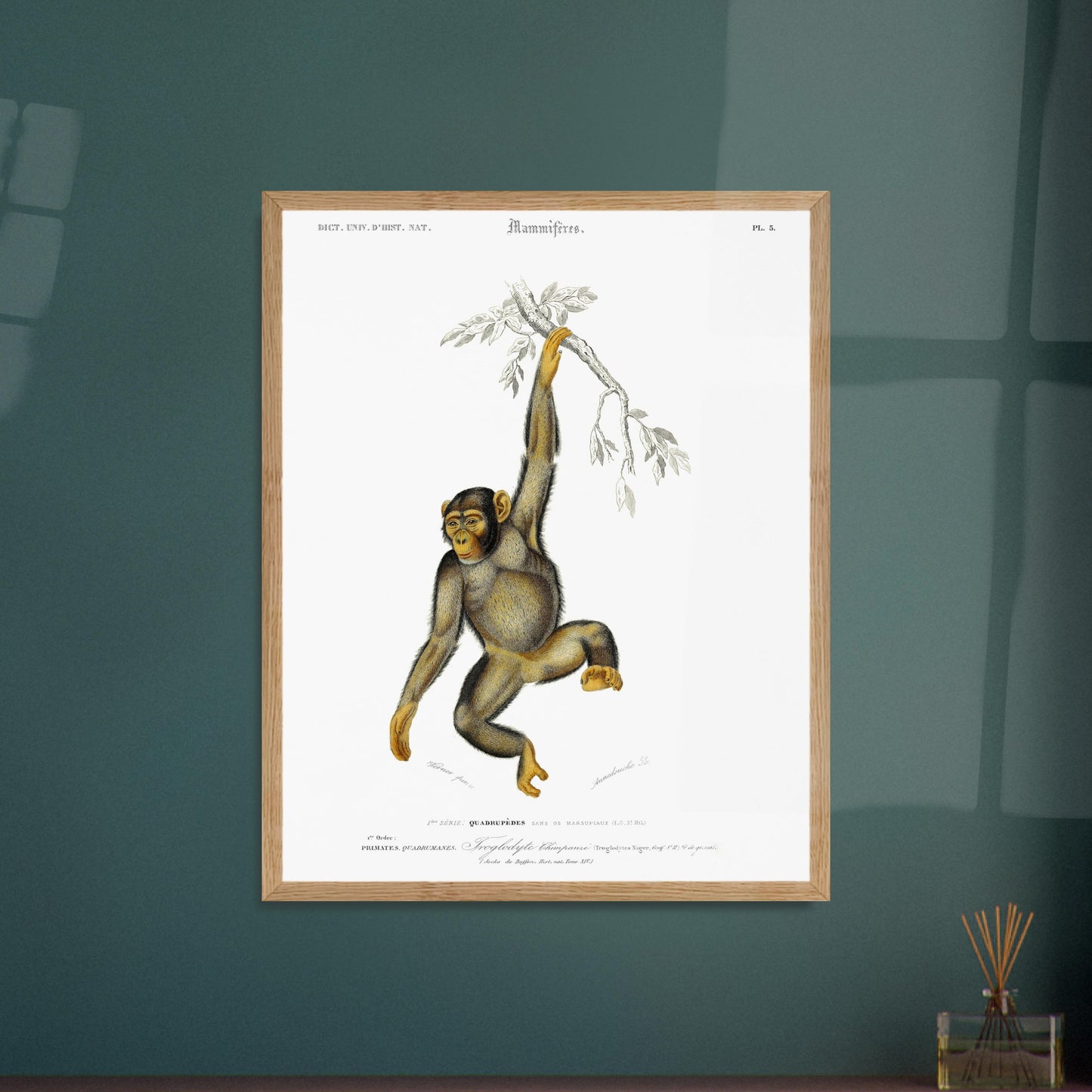 Planche naturaliste : Troglodyte Chimpanzé par Charles d'Orbigny. Planche naturaliste ancienne représentant un chimpanzé suspendu à une branche, avec la classification scientifique et le nom commun. Image d'illustration 5