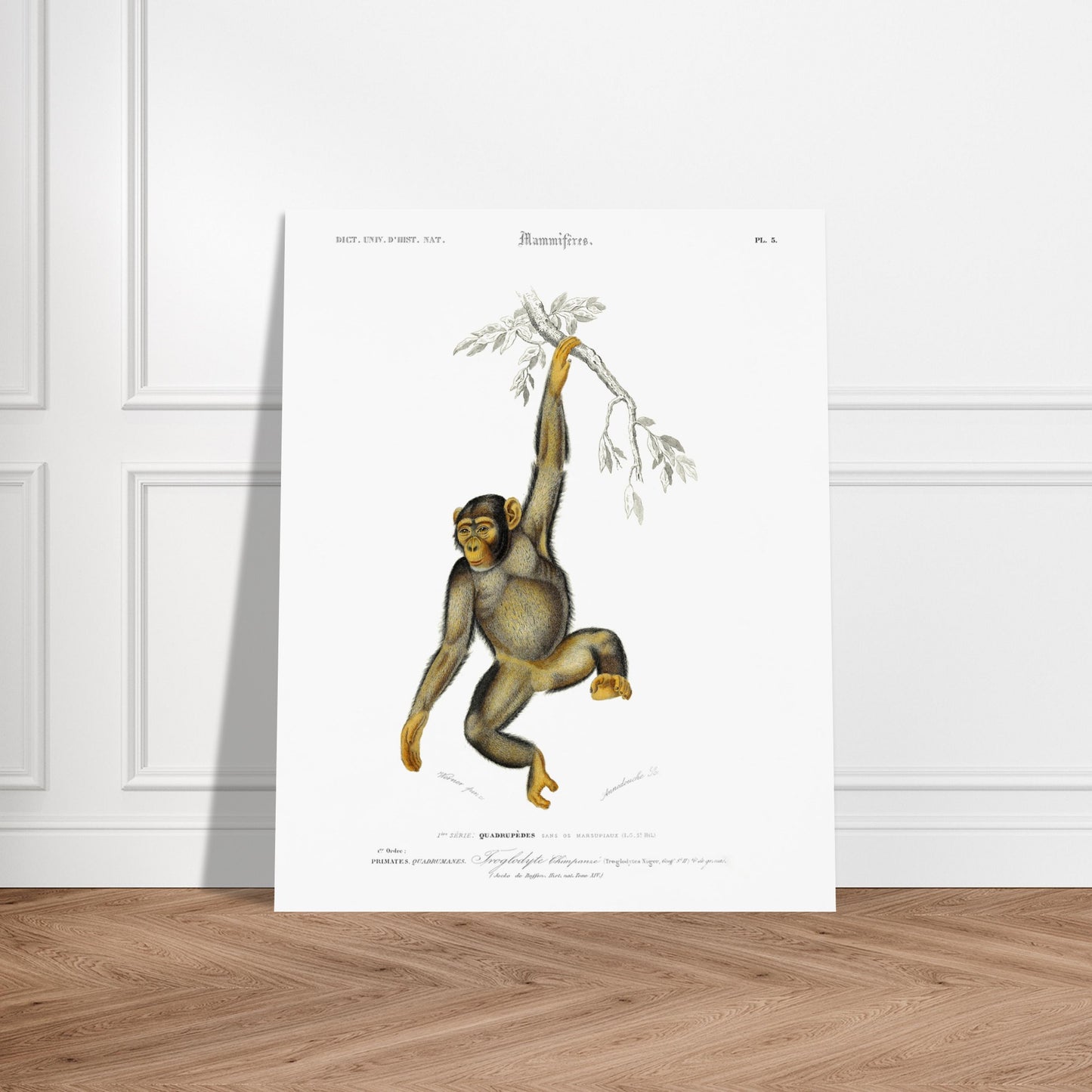 Planche naturaliste : Troglodyte Chimpanzé par Charles d'Orbigny. Planche naturaliste ancienne représentant un chimpanzé suspendu à une branche, avec la classification scientifique et le nom commun. Image d'illustration 6
