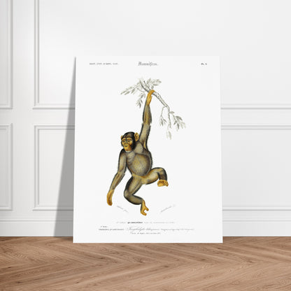 Planche naturaliste : Troglodyte Chimpanzé par Charles d'Orbigny. Planche naturaliste ancienne représentant un chimpanzé suspendu à une branche, avec la classification scientifique et le nom commun. Image d'illustration 6