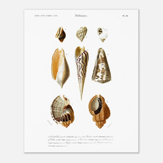 Illustration naturaliste de coquillages (Harpe, Cône) par Charles d'Orbigny (40x50 cm). Planche botanique illustrant différentes vues de coquillages, dont un Columbella major, un Voluta undulata, un Terebra strigata, un Conus imperialis, et un Harpa ventricosa.
