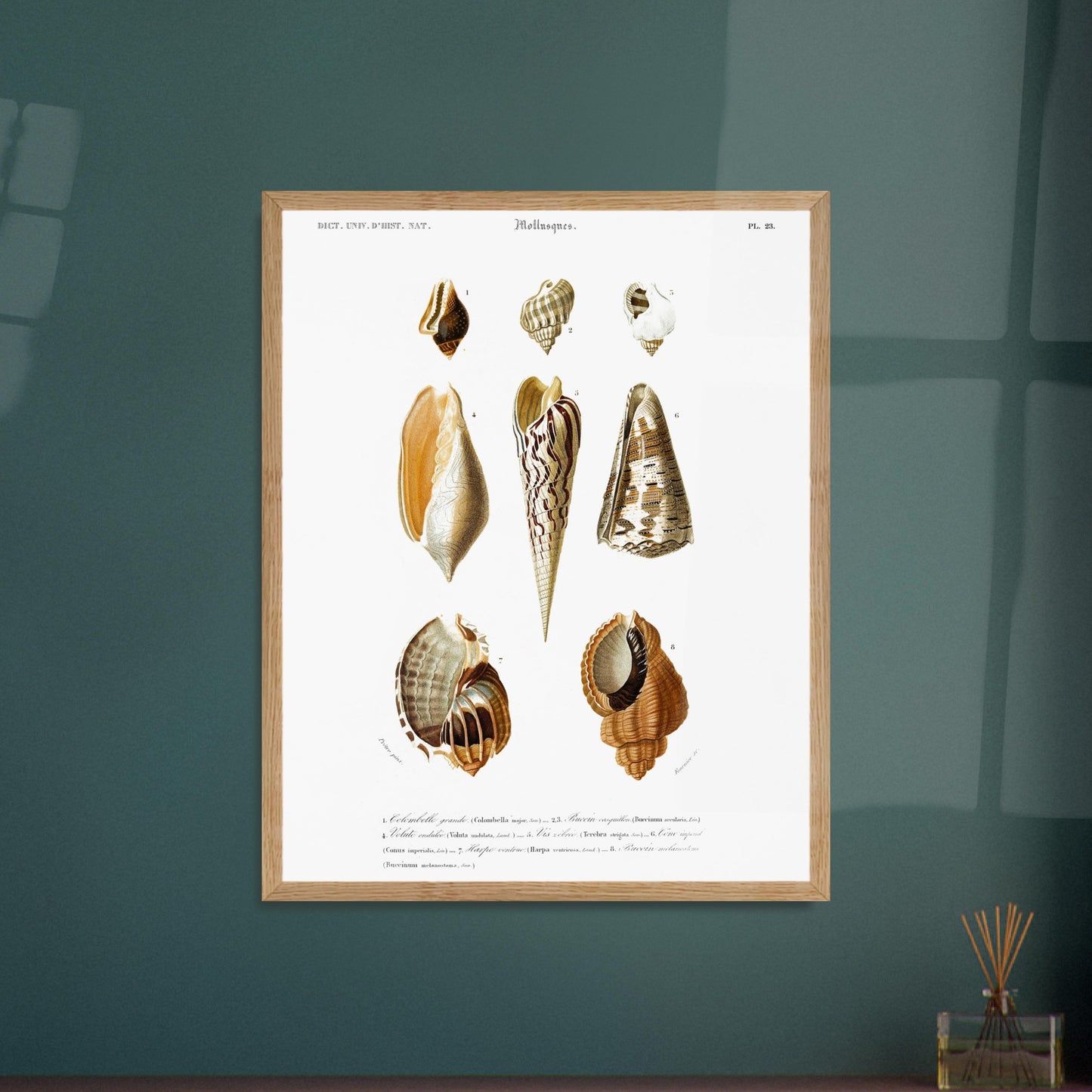Illustration naturaliste de coquillages (Harpe, Cône) par Charles d'Orbigny. Planche botanique illustrant différentes vues de coquillages, dont un Columbella major, un Voluta undulata, un Terebra strigata, un Conus imperialis, et un Harpa ventricosa. Image d'illustration 5