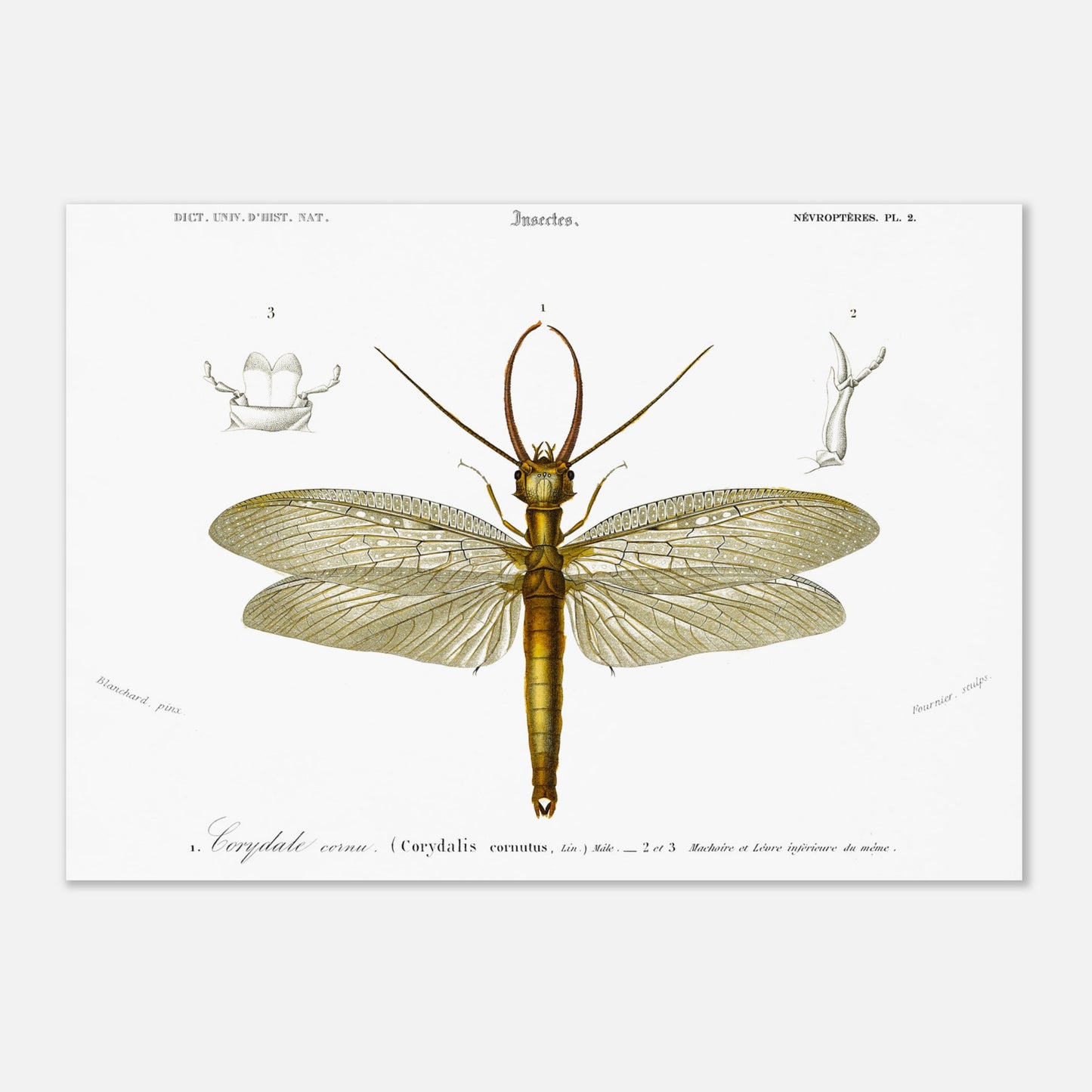 Planche naturaliste ancienne : Corydale cornu, Charles d'Orbigny (29,7x42 cm (A3)). Planche entomologique du Dictionnaire Universel d'Histoire Naturelle de Charles d'Orbigny illustrant un Corydale cornu (Corydalis cornutus) avec des détails anatomiques, accompagnée d'inscriptions scientifiques.