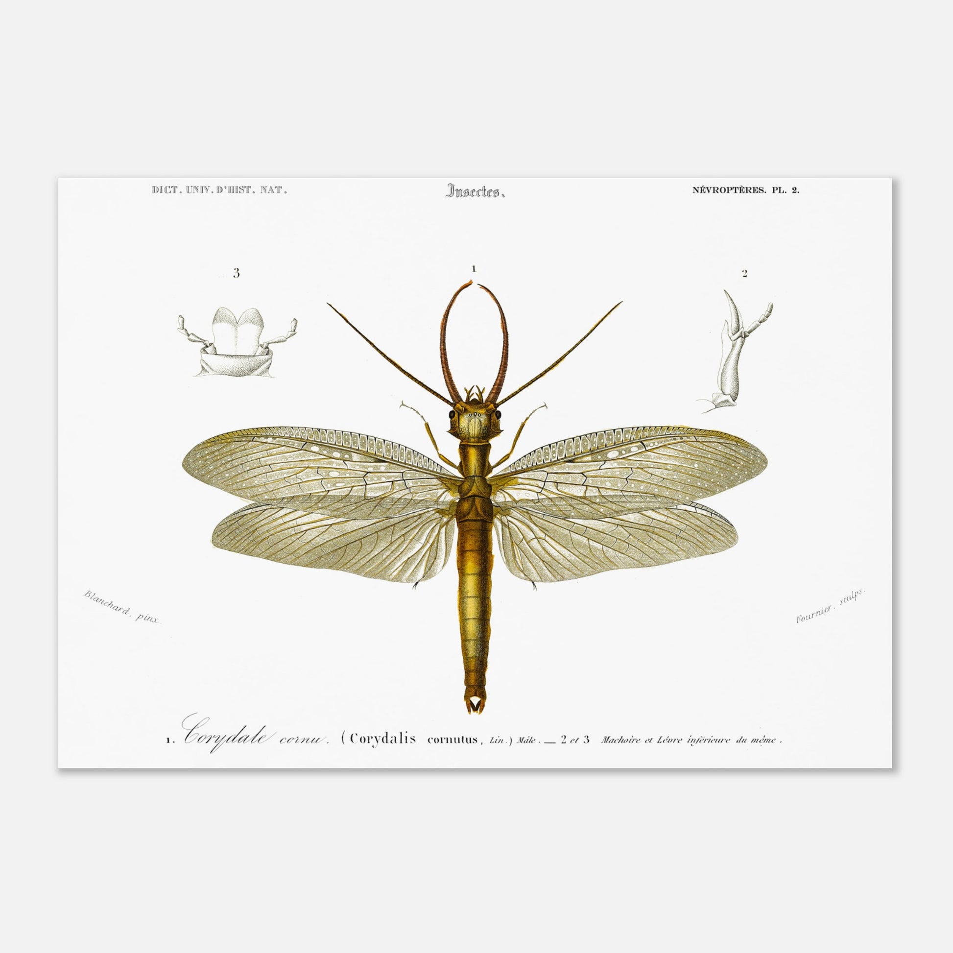 Planche naturaliste ancienne : Corydale cornu, Charles d'Orbigny (29,7x42 cm (A3)). Planche entomologique du Dictionnaire Universel d'Histoire Naturelle de Charles d'Orbigny illustrant un Corydale cornu (Corydalis cornutus) avec des détails anatomiques, accompagnée d'inscriptions scientifiques.