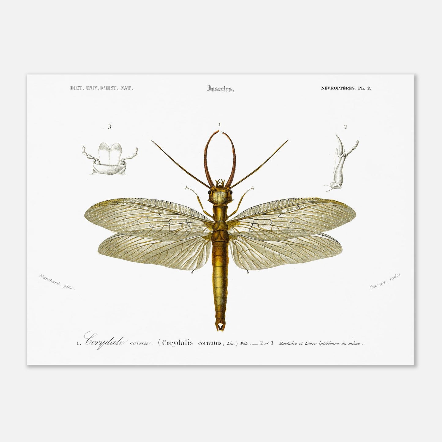 Planche naturaliste ancienne : Corydale cornu, Charles d'Orbigny (30x40 cm). Planche entomologique du Dictionnaire Universel d'Histoire Naturelle de Charles d'Orbigny illustrant un Corydale cornu (Corydalis cornutus) avec des détails anatomiques, accompagnée d'inscriptions scientifiques.