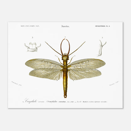 Planche naturaliste ancienne : Corydale cornu, Charles d'Orbigny (30x40 cm). Planche entomologique du Dictionnaire Universel d'Histoire Naturelle de Charles d'Orbigny illustrant un Corydale cornu (Corydalis cornutus) avec des détails anatomiques, accompagnée d'inscriptions scientifiques.