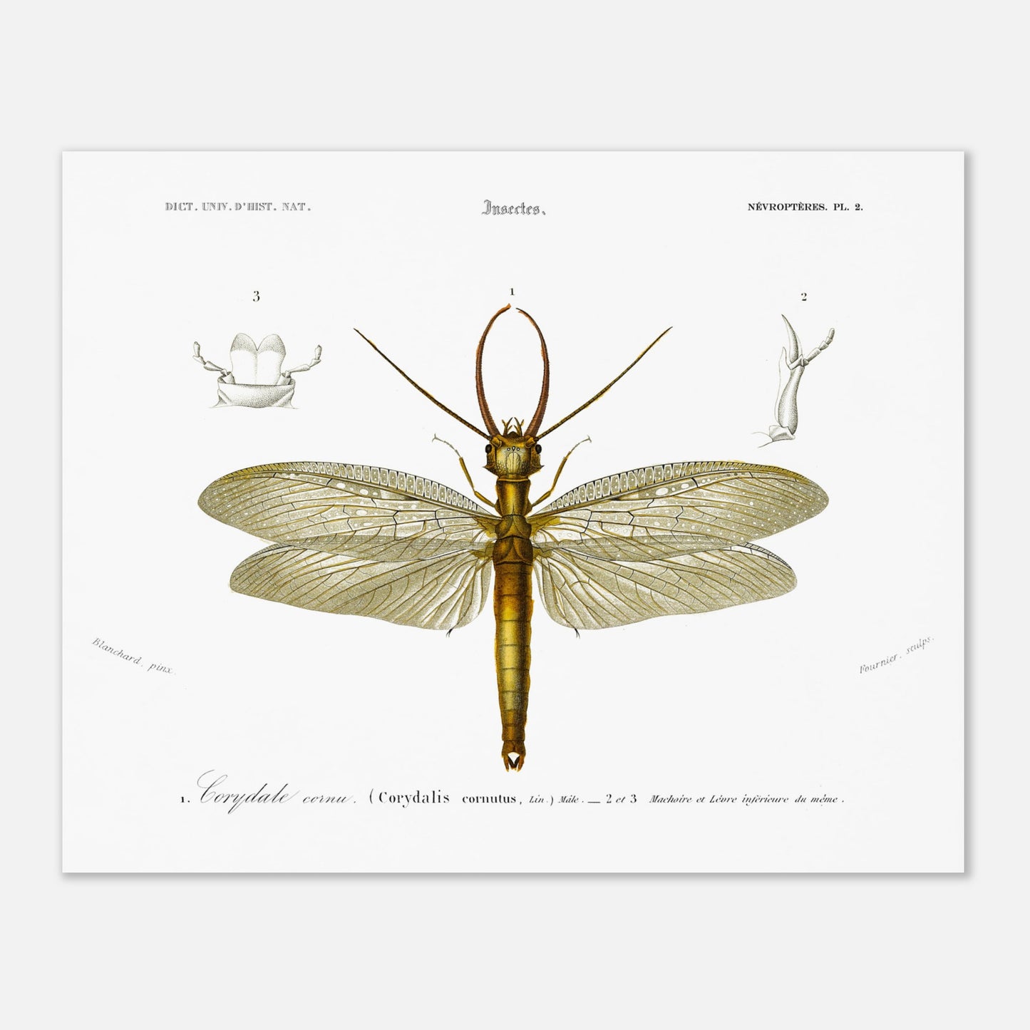 Planche naturaliste ancienne : Corydale cornu, Charles d'Orbigny (40x50 cm). Planche entomologique du Dictionnaire Universel d'Histoire Naturelle de Charles d'Orbigny illustrant un Corydale cornu (Corydalis cornutus) avec des détails anatomiques, accompagnée d'inscriptions scientifiques.