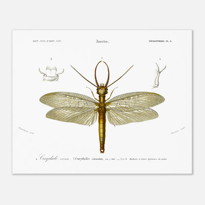 Planche naturaliste ancienne : Corydale cornu, Charles d'Orbigny (40x50 cm). Planche entomologique du Dictionnaire Universel d'Histoire Naturelle de Charles d'Orbigny illustrant un Corydale cornu (Corydalis cornutus) avec des détails anatomiques, accompagnée d'inscriptions scientifiques.