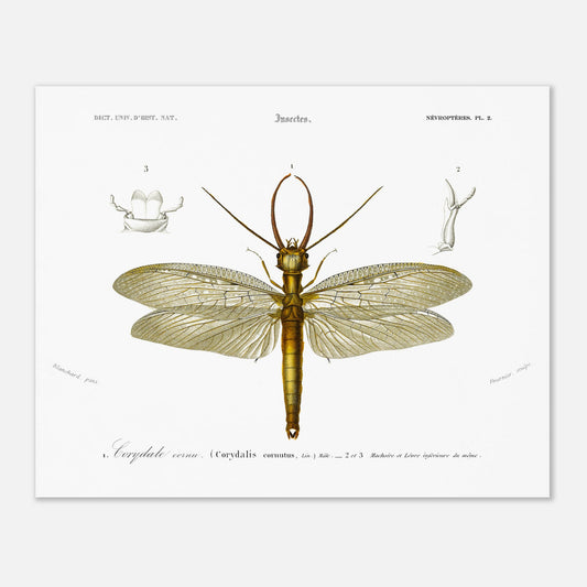 Planche naturaliste ancienne : Corydale cornu, Charles d'Orbigny (40x50 cm). Planche entomologique du Dictionnaire Universel d'Histoire Naturelle de Charles d'Orbigny illustrant un Corydale cornu (Corydalis cornutus) avec des détails anatomiques, accompagnée d'inscriptions scientifiques.
