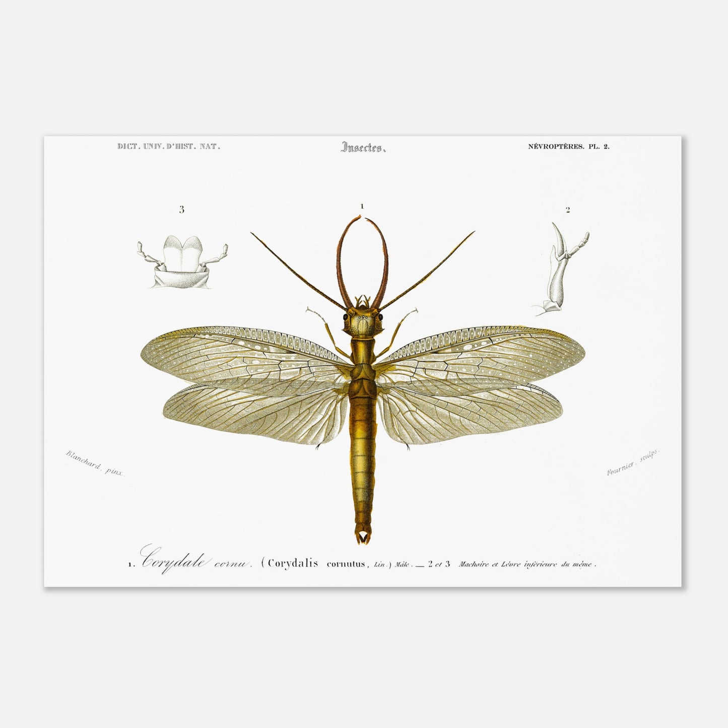 Planche naturaliste ancienne : Corydale cornu, Charles d'Orbigny (42x59,4 cm (A2)). Planche entomologique du Dictionnaire Universel d'Histoire Naturelle de Charles d'Orbigny illustrant un Corydale cornu (Corydalis cornutus) avec des détails anatomiques, accompagnée d'inscriptions scientifiques.