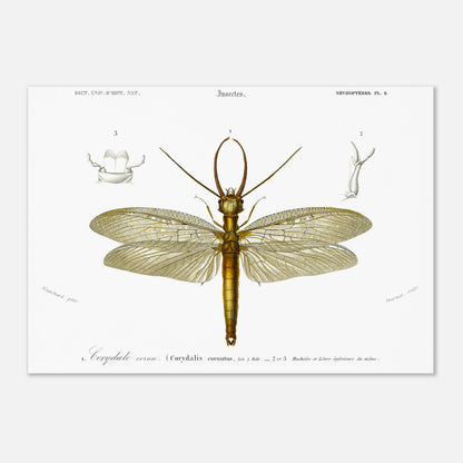 Planche naturaliste ancienne : Corydale cornu, Charles d'Orbigny (42x59,4 cm (A2)). Planche entomologique du Dictionnaire Universel d'Histoire Naturelle de Charles d'Orbigny illustrant un Corydale cornu (Corydalis cornutus) avec des détails anatomiques, accompagnée d'inscriptions scientifiques.