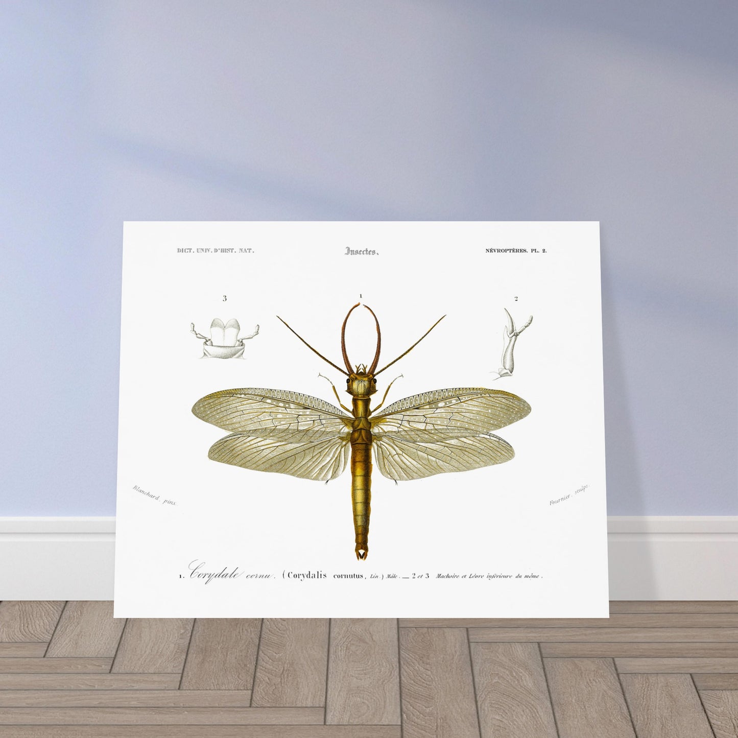 Planche naturaliste ancienne : Corydale cornu, Charles d'Orbigny. Planche entomologique du Dictionnaire Universel d'Histoire Naturelle de Charles d'Orbigny illustrant un Corydale cornu (Corydalis cornutus) avec des détails anatomiques, accompagnée d'inscriptions scientifiques. Image d'illustration 5