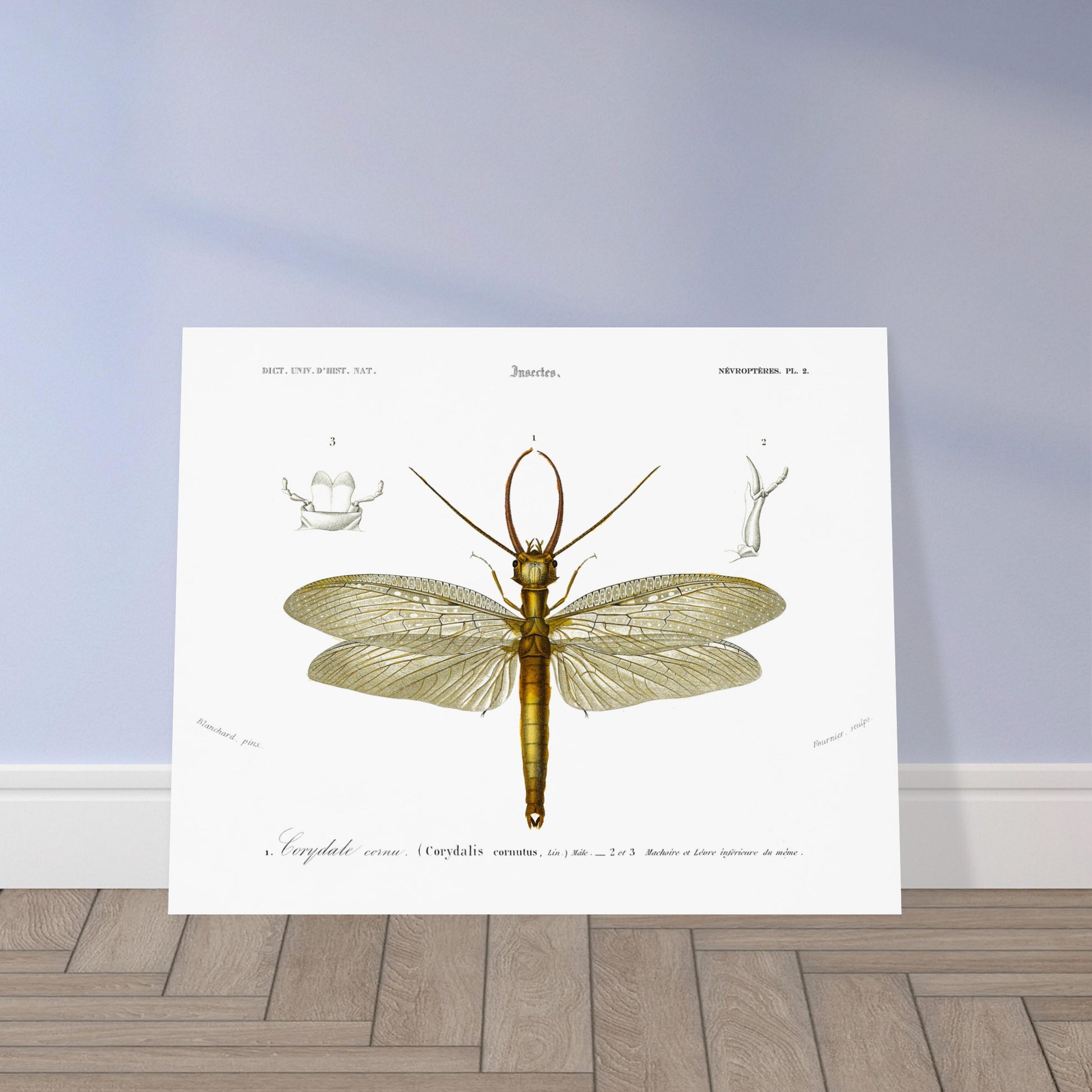 Planche naturaliste ancienne : Corydale cornu, Charles d'Orbigny. Planche entomologique du Dictionnaire Universel d'Histoire Naturelle de Charles d'Orbigny illustrant un Corydale cornu (Corydalis cornutus) avec des détails anatomiques, accompagnée d'inscriptions scientifiques. Image d'illustration 5
