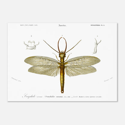 Planche naturaliste ancienne : Corydale cornu, Charles d'Orbigny (50x70 cm). Planche entomologique du Dictionnaire Universel d'Histoire Naturelle de Charles d'Orbigny illustrant un Corydale cornu (Corydalis cornutus) avec des détails anatomiques, accompagnée d'inscriptions scientifiques.