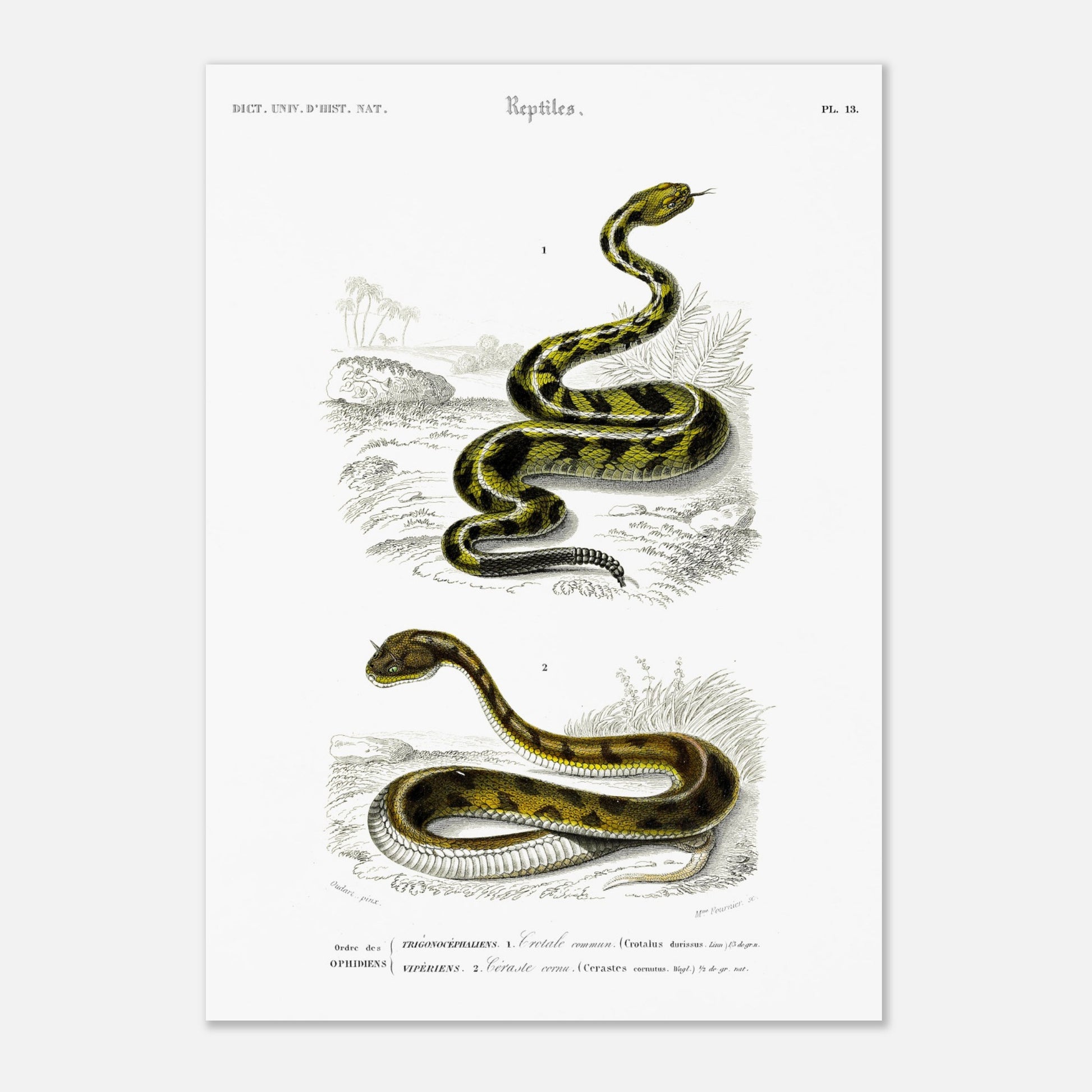Planche naturaliste ancienne : Crotale commun et Céraste cornu, Charles d'Orbigny (29,7x42 cm (A3)). Planche gravée du XIXe siècle représentant deux serpents, le premier un crotale commun et le second un serpent de type céraste.